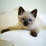 Beneficiile sterilizării animalului de companie Beneficiile sterilizării animalului de companie
