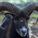 Capricorn (22.12 - 20.01)