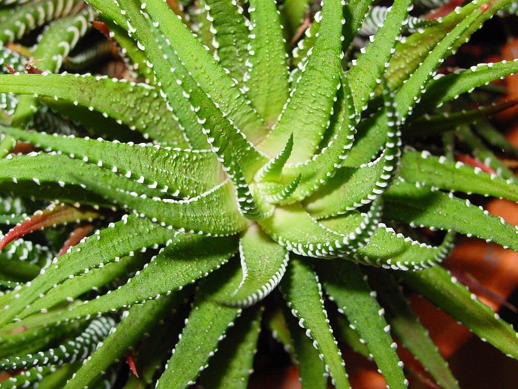 plante care vindeca
