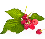 http://localhost/femeia/wp-content/uploads/2012/03/21/1-1026.png