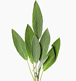 http://localhost/femeia/wp-content/uploads/2012/03/21/1-1027.png