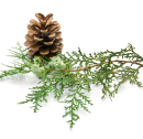 http://localhost/femeia/wp-content/uploads/2012/03/21/1-1566.png