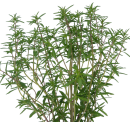 http://localhost/femeia/wp-content/uploads/2012/03/21/1-1569.png