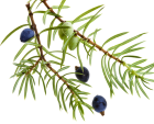 http://localhost/femeia/wp-content/uploads/2012/03/21/1-1574.png
