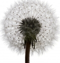 http://localhost/femeia/wp-content/uploads/2012/03/21/1-576.jpg