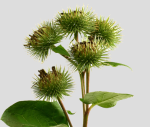 http://localhost/femeia/wp-content/uploads/2012/03/21/brusture.png