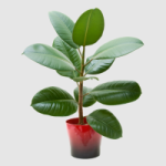 http://localhost/femeia/wp-content/uploads/2012/03/21/ficus-150.png