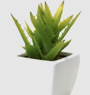 http://localhost/femeia/wp-content/uploads/2012/03/21/ghiveci-aloe.png