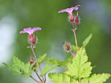 http://localhost/femeia/wp-content/uploads/2012/03/21/naprasnic.png