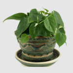 http://localhost/femeia/wp-content/uploads/2012/03/21/planta-150.png