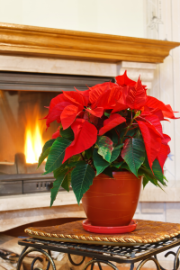 poinsettia