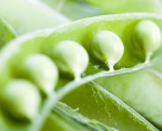 http://localhost/femeia/wp-content/uploads/2012/03/21/teci.png
