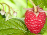 http://localhost/femeia/wp-content/uploads/2012/03/21/zmeur.png