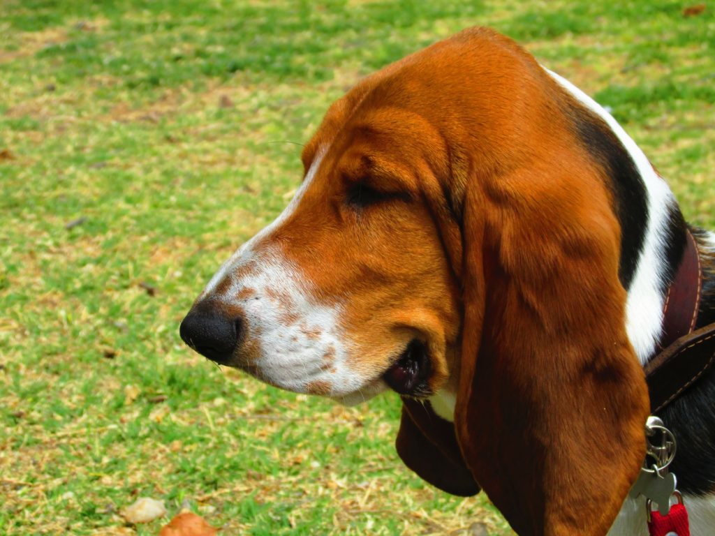 Basset Hound – cainele posomorat