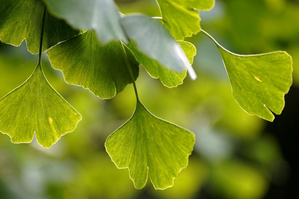 Ginkgo biloba, copacul vietii
