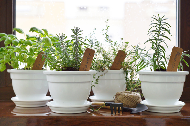 plante aromatice