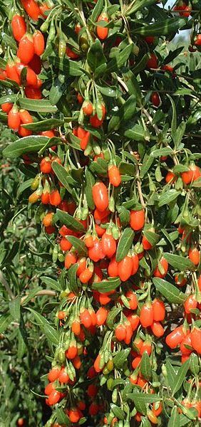 http://localhost/femeia/wp-content/uploads/2013/12/12/450px-wolfberries-china-7-05.jpg