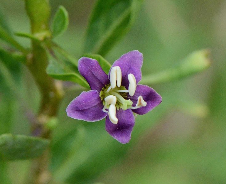 http://localhost/femeia/wp-content/uploads/2013/12/12/735px-lycium-chinense-jd-plt-fleur2.jpg
