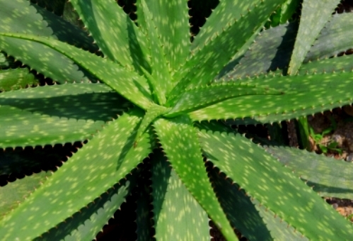 Retete cu aloe vera pentru ficat
