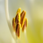 Alergiile primaverii