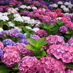 Florile soarelui