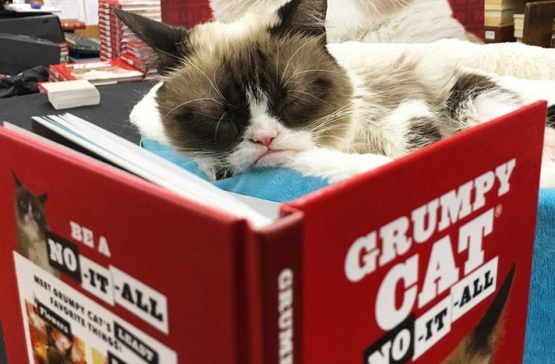 grumpy cat