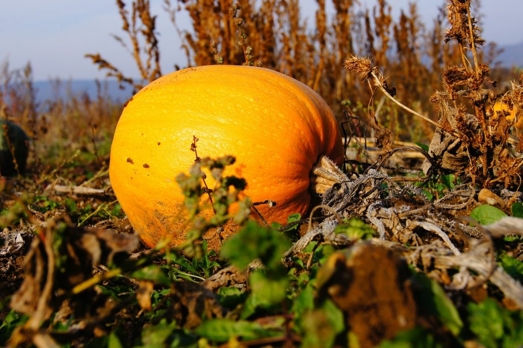O poveste de toamnă cu un dovleac auriu
