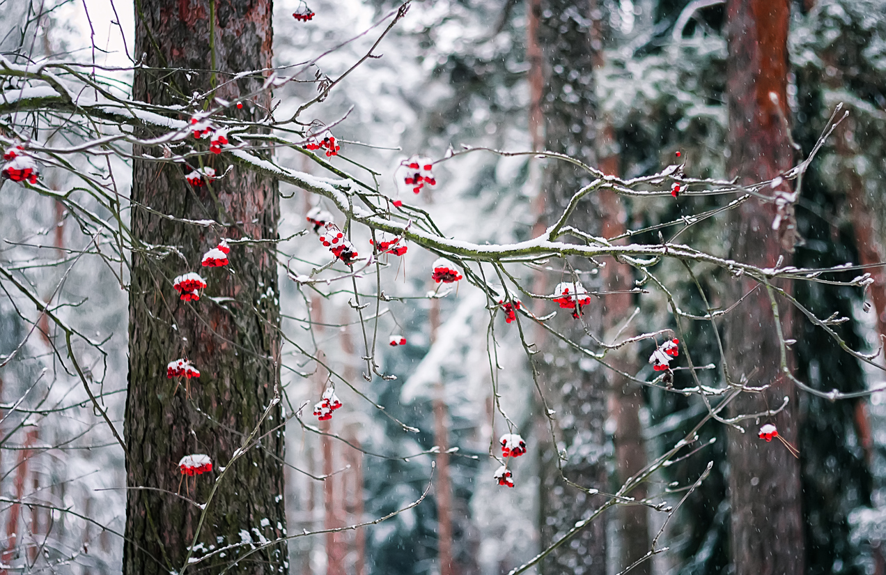 decembrie