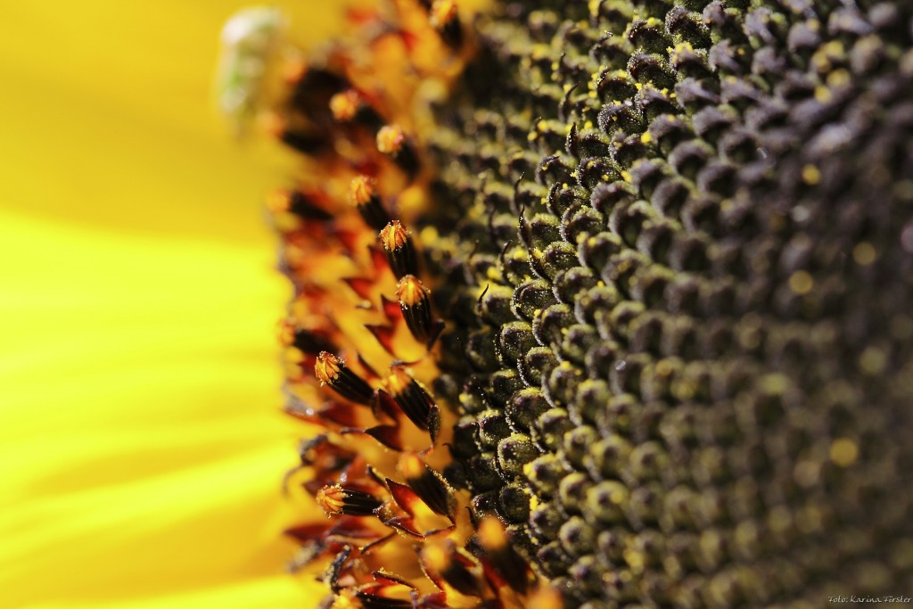 Remediul rusesc care curata sangele