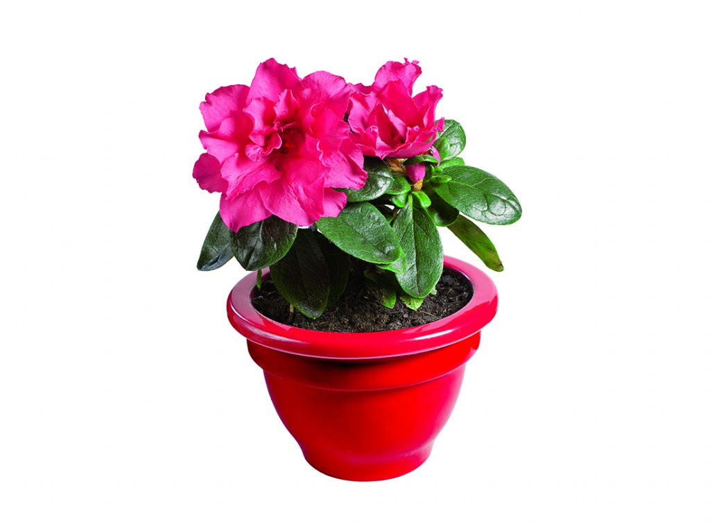 Azaleele: energii pozitive