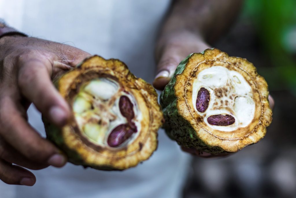 boabe_de_cacao_fruct_de_cacao_arbore_de_cacao_unt_de_cacao