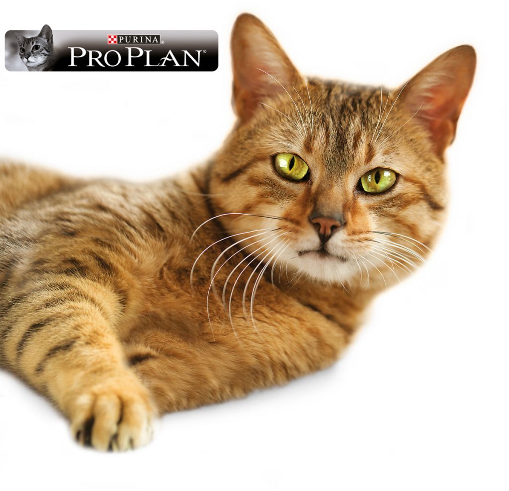 (P) Sănătatea pisicii tale începe cu o nutriție adaptată