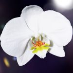 Plante ornamentale care înfloresc în prima lună din an Plante ornamentale care înfloresc în prima lună din an
