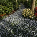 Olanda, primăvara Nordului Olanda, primăvara Nordului