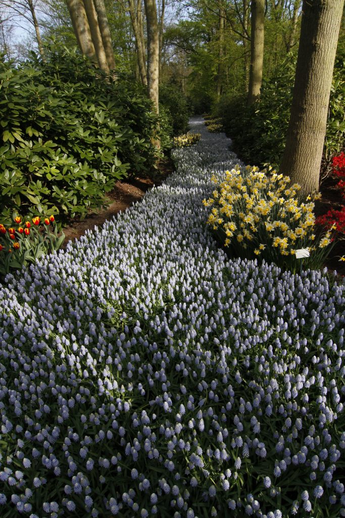 Olanda, primăvara Nordului