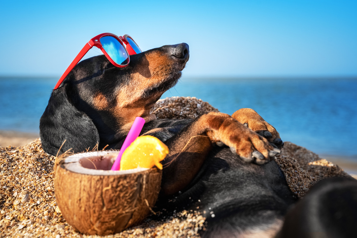 vacanta animale