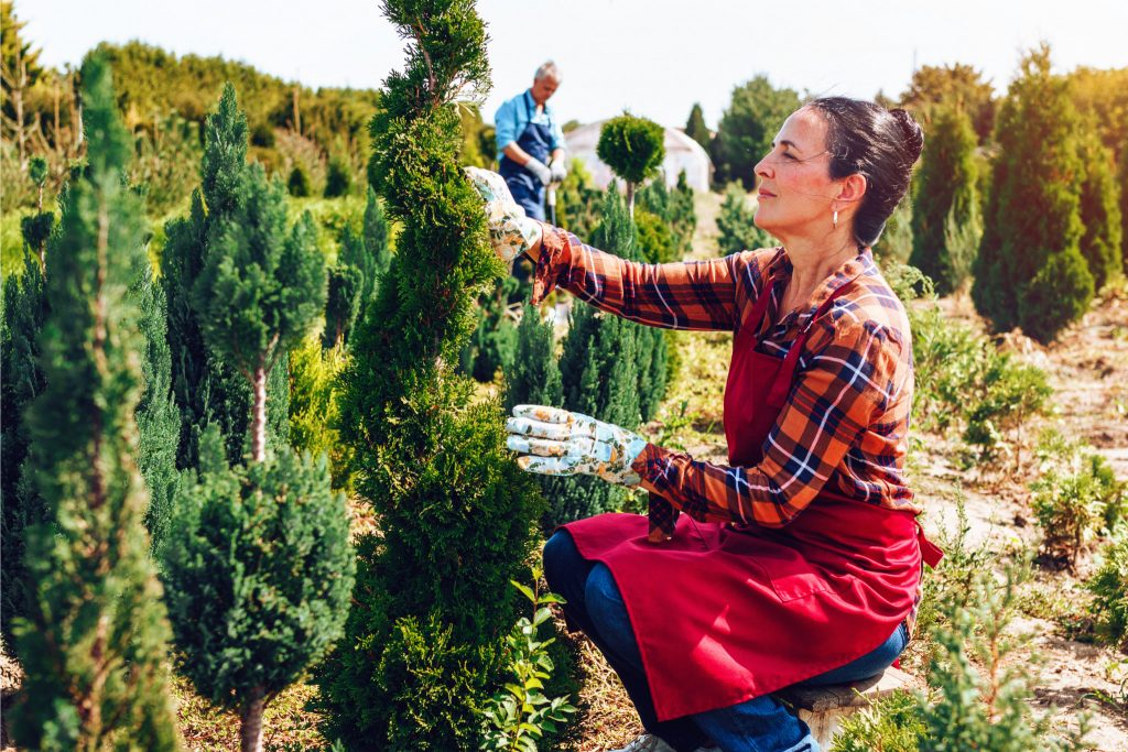 Amenajări de sezon: 8 arbori și arbuști decorativi pentru grădina ta