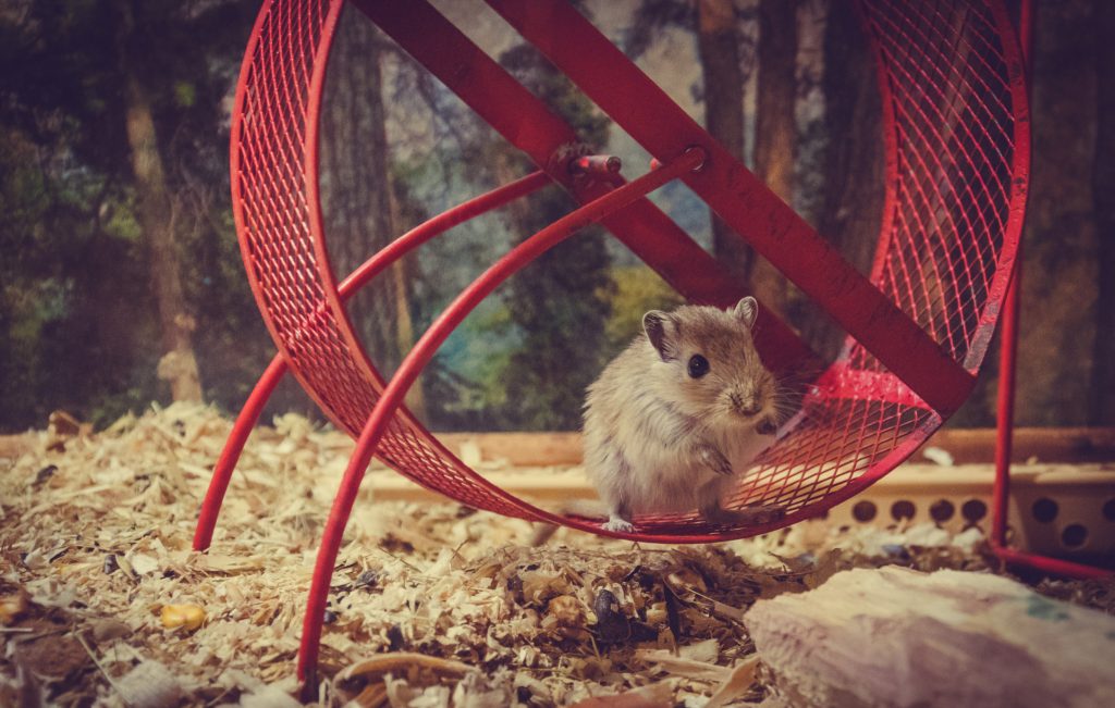 Cum alegi rozătoarea potrivită pentru copilul tău