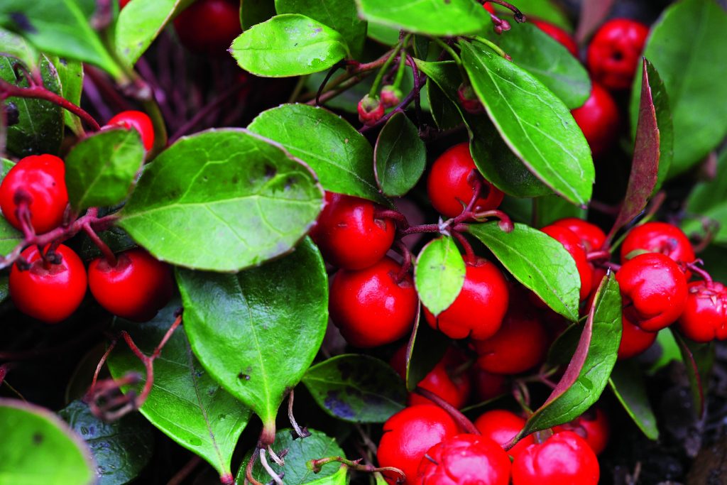 Un pom gata împodobit