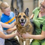Cum poți ajuta animalele fără stăpân dacă nu poți adopta Cum poți ajuta animalele fără stăpân dacă nu poți adopta