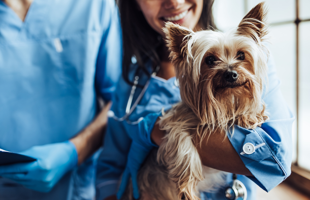 medic veterinar