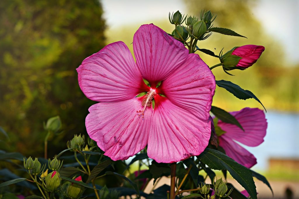 Hibiscus, o minune de floare