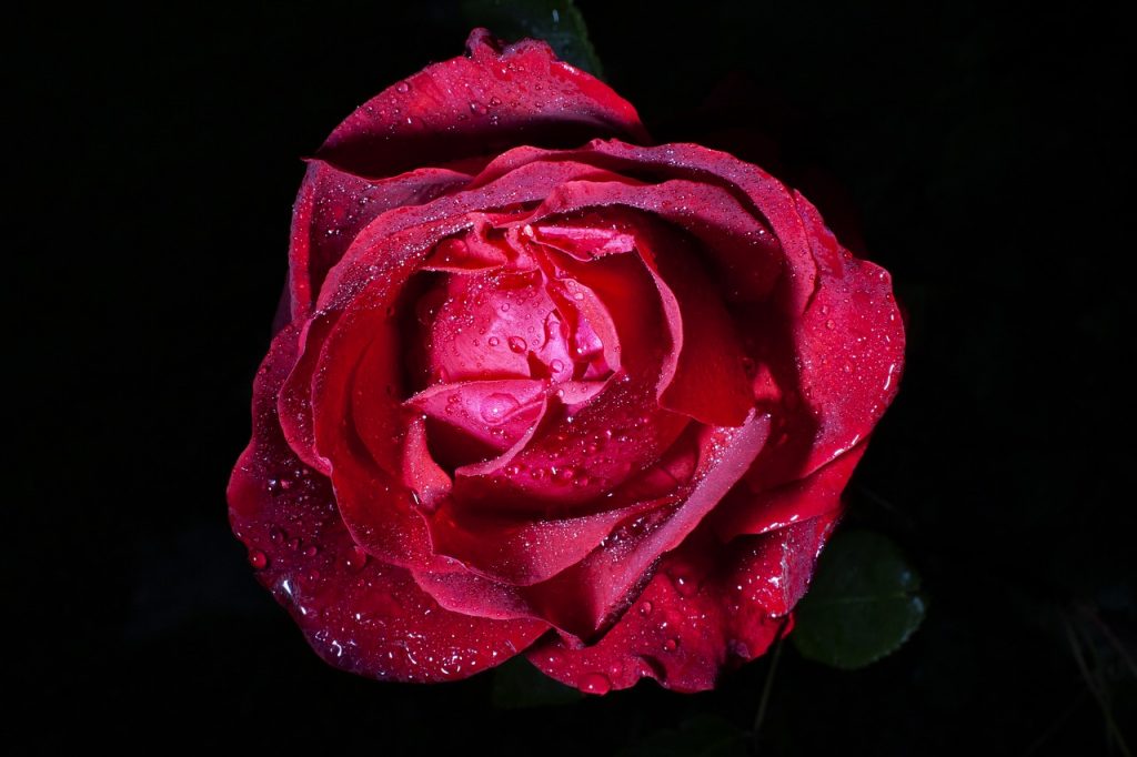 Apa de trandafiri, un remediu 100% natural pentru tenul cu probleme