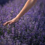 Aurul violet - florile de lavanda. Cateva sfaturi, utilizari si o reteta