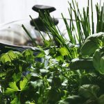 Plantele aromatice, comoara din cămara ta