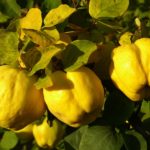 Secrete de... GUTUIE. Un fruct minunat, insuficient lăudat!