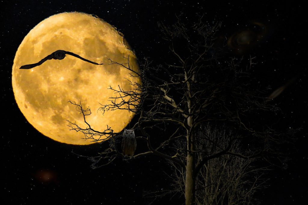 Horoscop zilnic – 11 noiembrie 2020. Realizări și vești bune