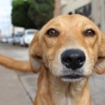 Adopția animalului de companie, un gest simplu pentru recunoștință veșnică Adopția animalului de companie, un gest simplu pentru recunoștință veșnică