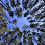 forest-231066_1920