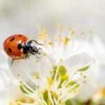 ladybug-4125852_1920